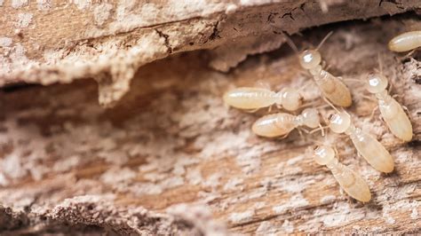 Termite treatment cost sydney  Insurance companies do not generally cover termite losses and that is what makes our treatment invaluable